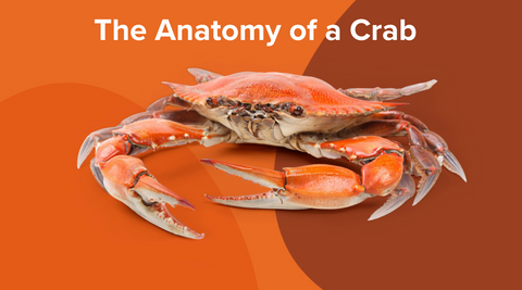 The Anatomy of a Crab