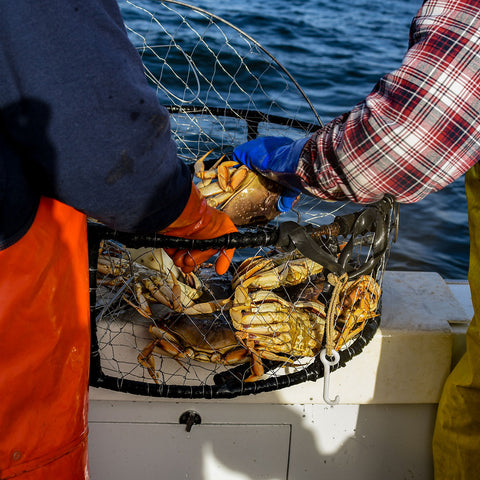 Dungeness Crab Cluster - 3 lbs.